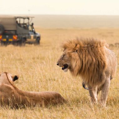 Masai Mara Safari Adventure