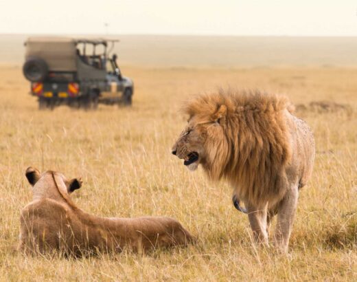 Masai Mara Safari Adventure