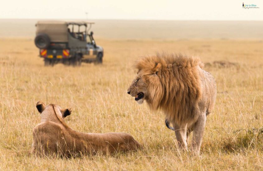 Roaming with Lions: My Thrilling Masai Mara Safari Adventure